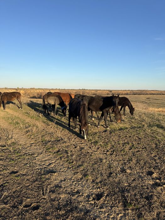 Таи , Баиталдар сатылады