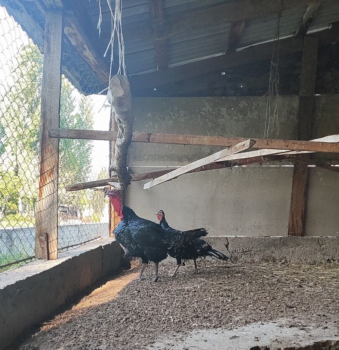 Индюк индюшка  Қораз/мекен пара