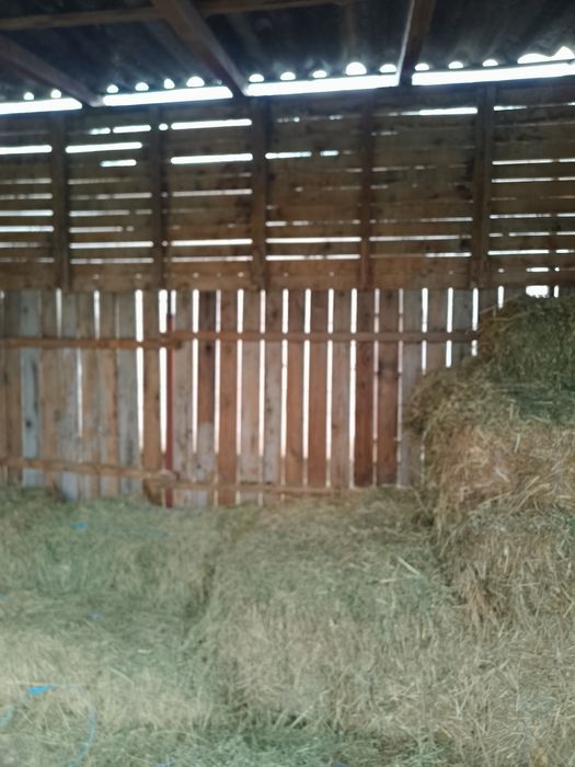 Vând baloți de fân.