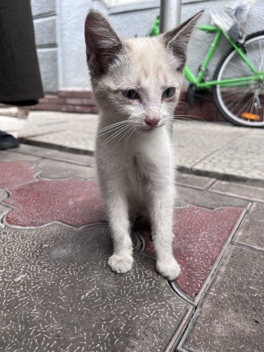 Котенок в добрые руки