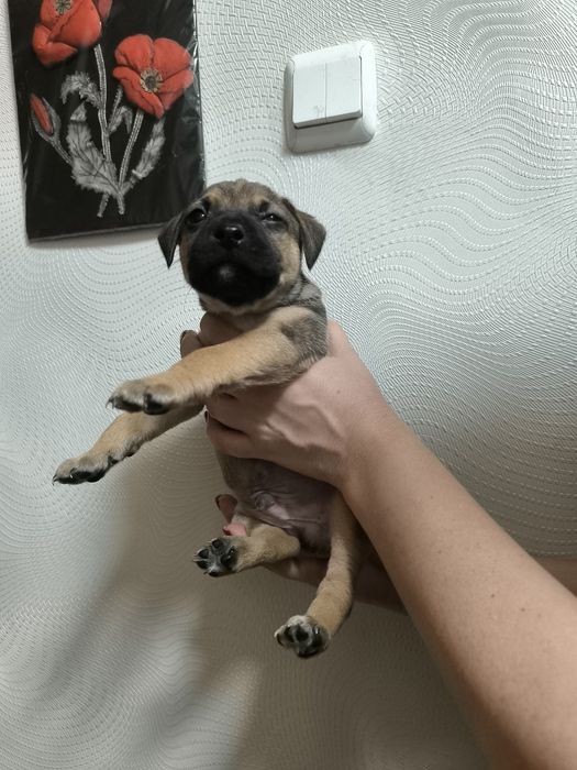 Отдам щенков срочно