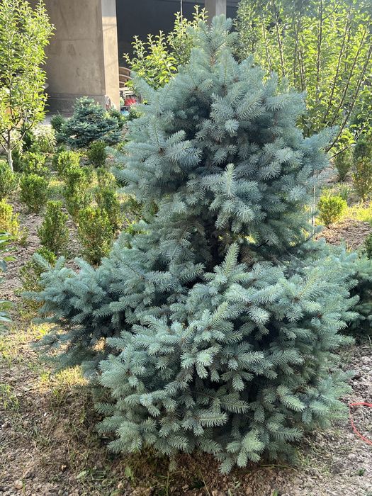 Сотилади!! ГОЛУБОЙ ЕЛЬ Goluboy yel