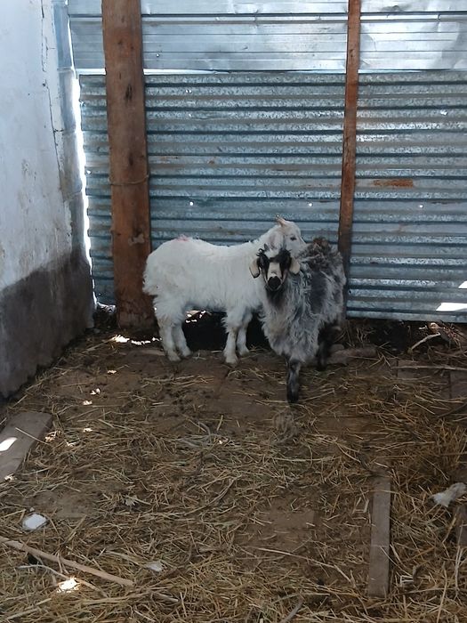 Продам 2шт козлята