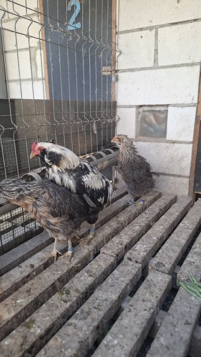 Gaini Araucana argintiu de   2+1