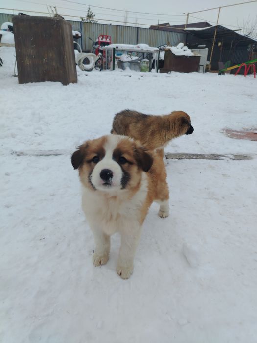 Бесплатный щенок