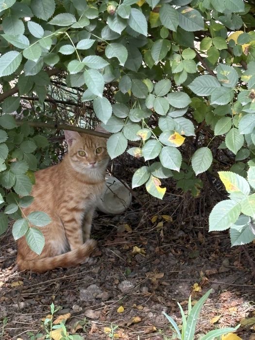 Рыжий котик ищет семью
