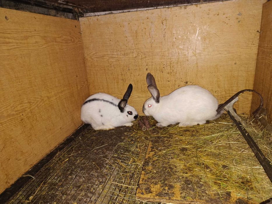 Продавам зайци на 2 и 3 месеца