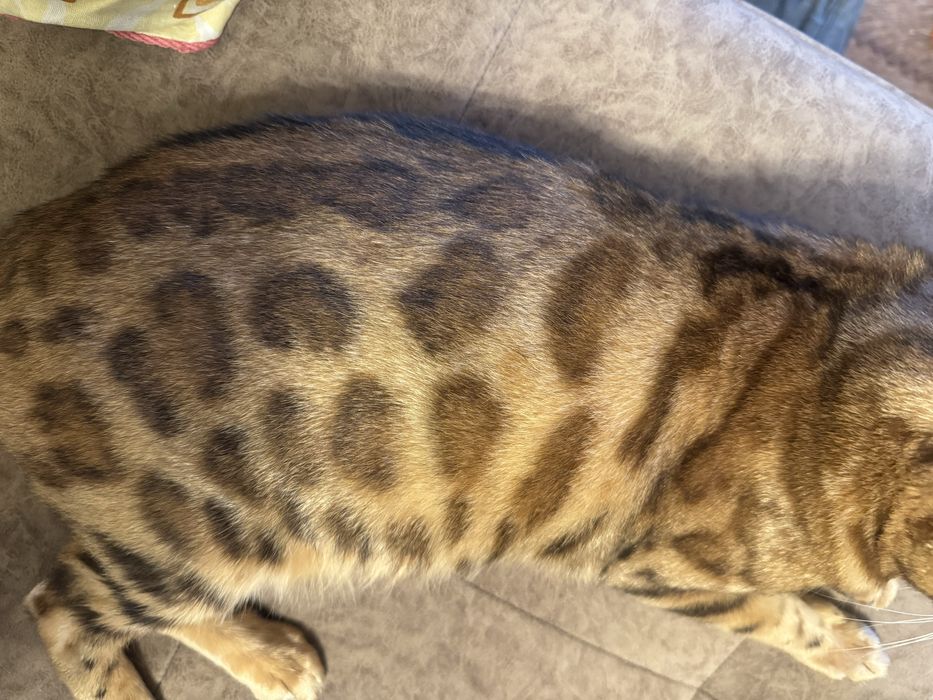 Бенгальскя кошка