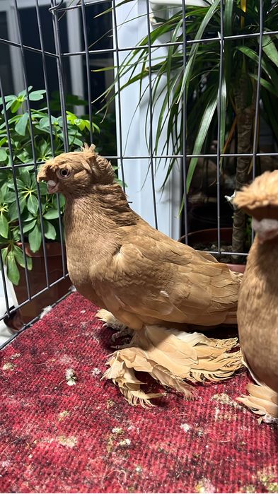 Көгершін/Голуби.