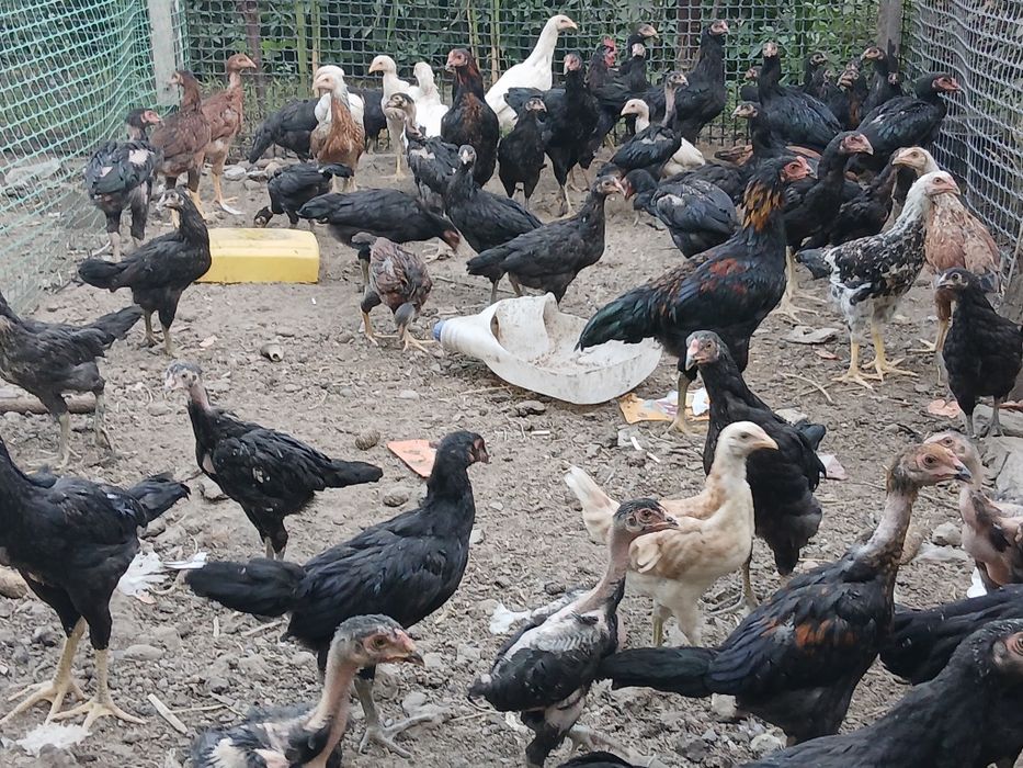 Продаются даканы