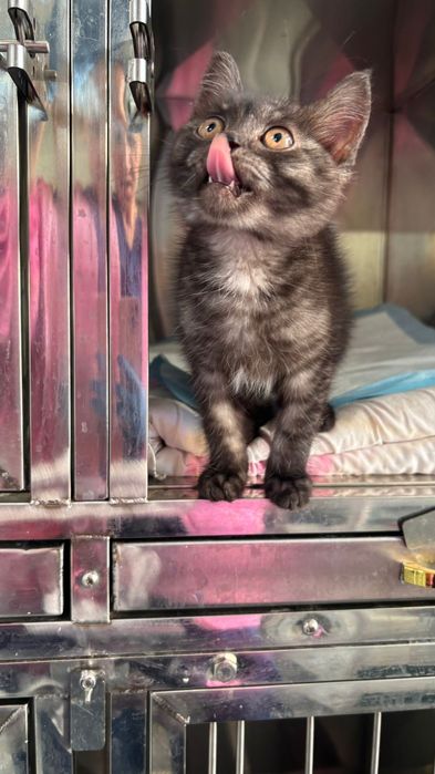 Котенок мальчик 2мес