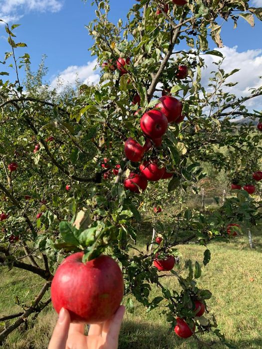 Produc suc natural de mere la comandă – Aduceți merele, primiți sucul!
