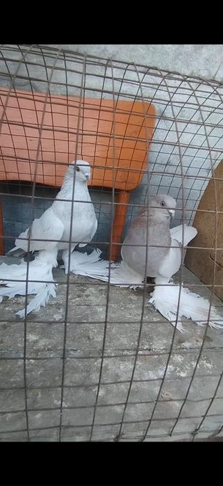 Голуби на гребле