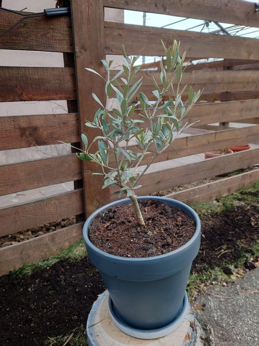 Vând măslin la ghiveci ceramic