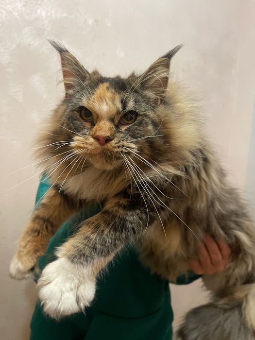 Maine Coon cu părinții campion