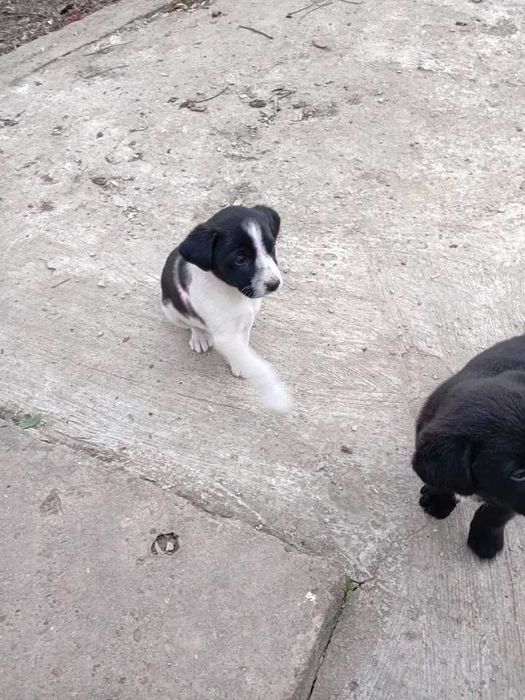 Подаряват се кученца майката е среден размер ловна порода