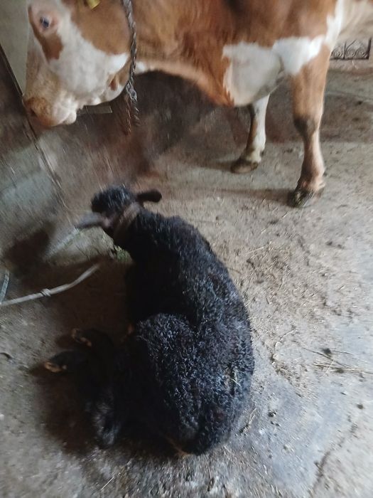 Vaca baltata romaneasca cu vițel de 7 ani