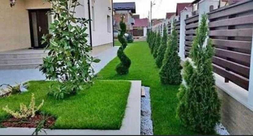 Plante Tuia Smaragd Si Gazon sport