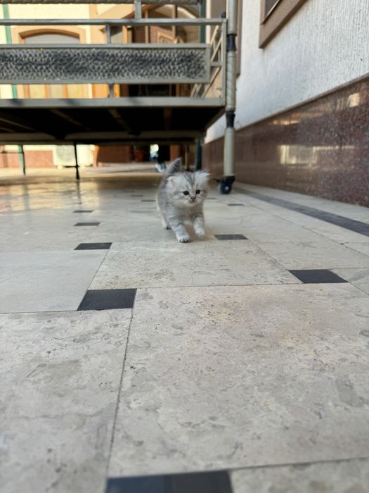 породистые котенки