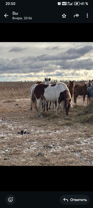 Продам Айгыр  7 лет