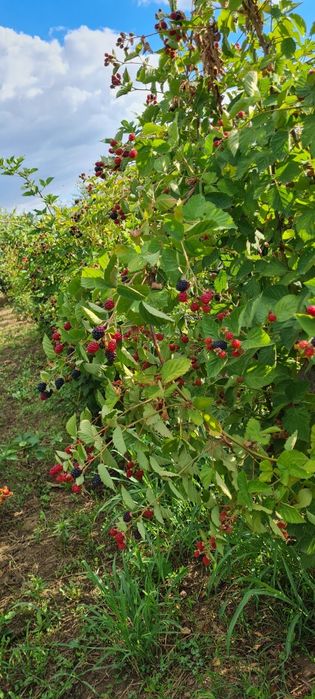 Vînd mure soiul Thornfree!!!