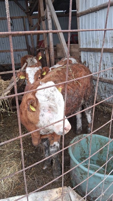 Vând tăuraș balțat