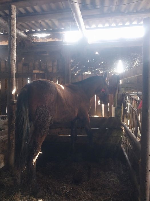 Продам жеребчика полтарашку