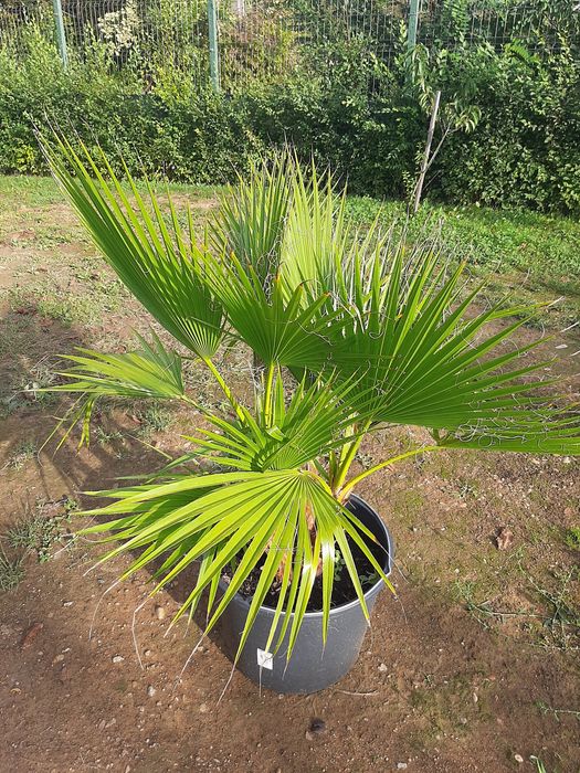 Vând palmieri Washingtonia
