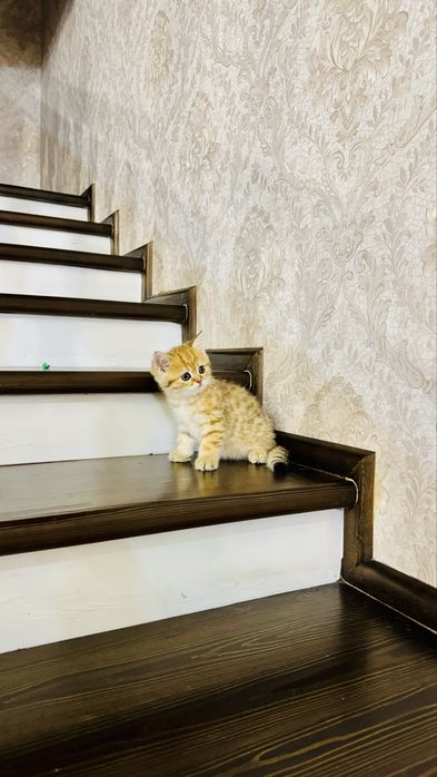 Золотая шиншилла продаётся