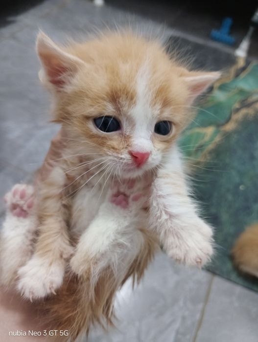 Отдам даром котят