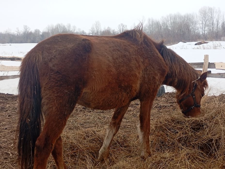 Продам кобылу и жеребца