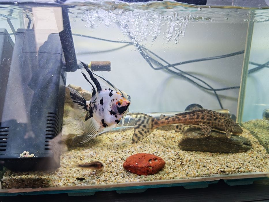 Vand acvariu 300 l cu stand