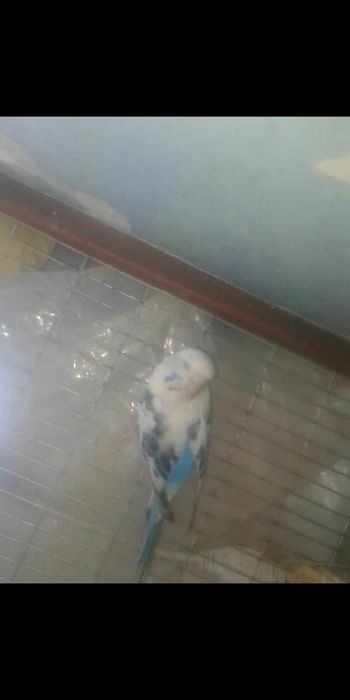 Кушлар сотилади соглом