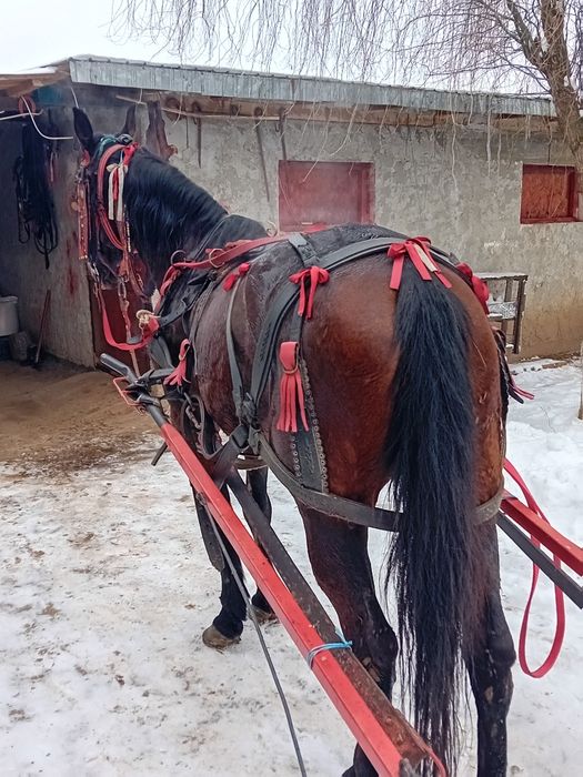 Căruță și iapă trapasă