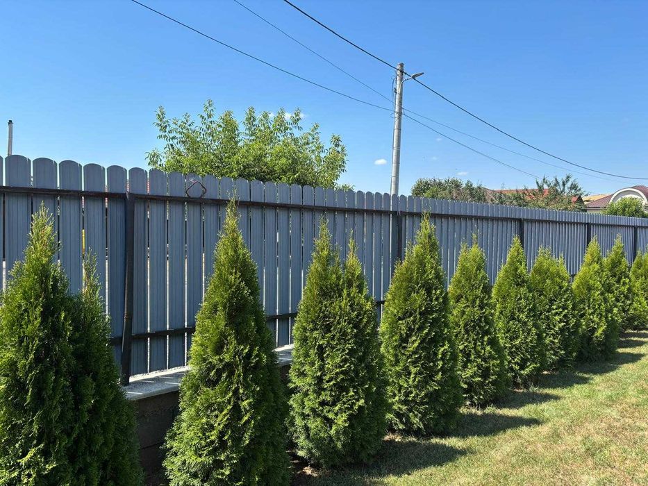 Vând tuia cu înălțimea între 120–150 cm