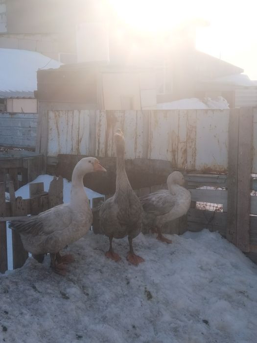 Продам гусеи порода линда