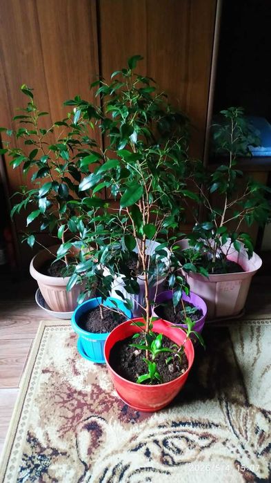 Дерево Фикус Бенджамина  (Ficus Benjamina)