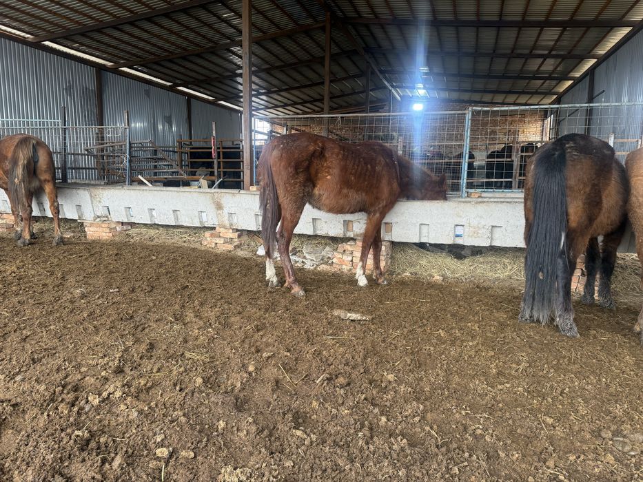 Продам кобыл полукровки бия бие