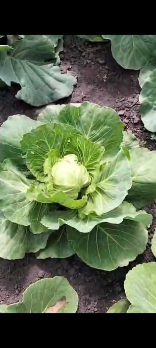 Продам дачу ПК СТ Борки