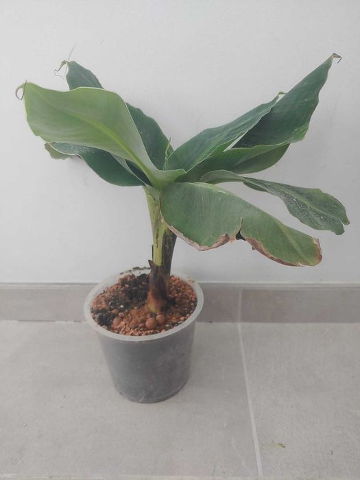 Ananas, bananier, dracaena lemon, bonsai, opuntia, cafea arabica
