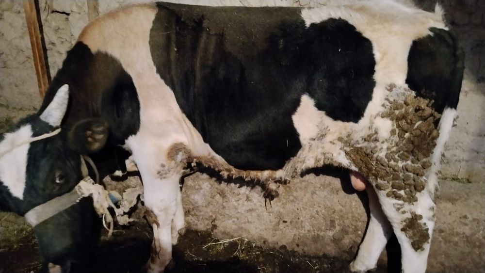 Бұқа (бык) 1 жасар сатылады