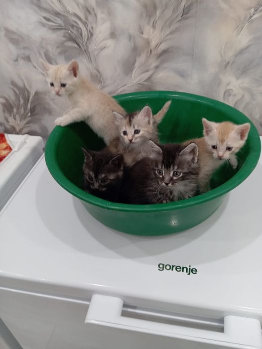 Отдаём в хорошие руки