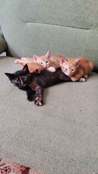 Котята район Бозарык