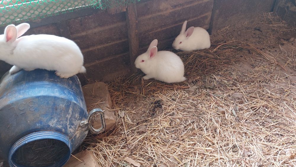 Quyon bolalari sotiladi.