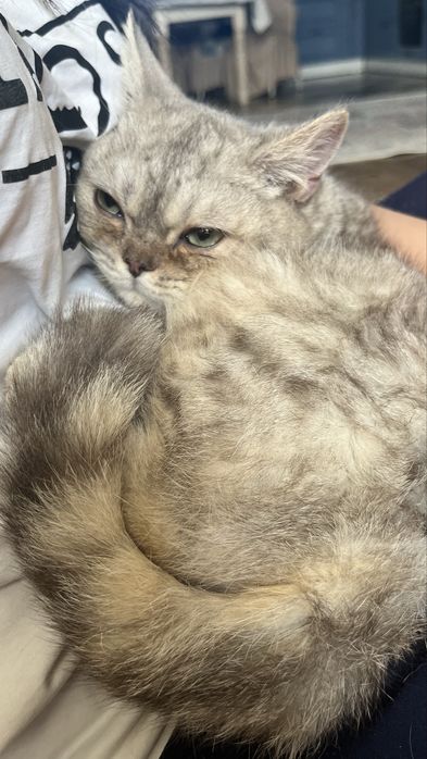 Продам Котенка Британец