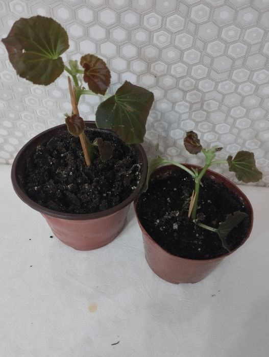 Комнатные растения, район Евразии