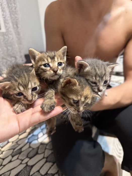 Подарявам котенца
