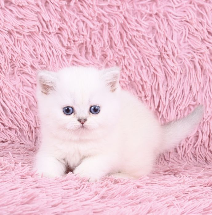 Pisicuță British  Shorthair Silver Chinchilla colour point cu pedigree