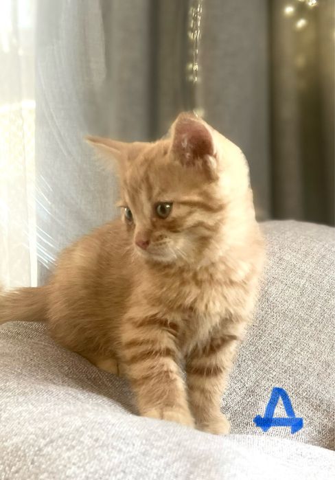 Котята в любящую семью