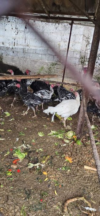 Продажа индюшат срочно